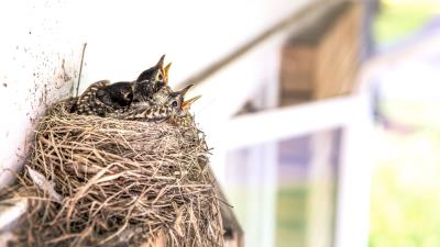 Birds chicks nest beak 4k wallpaper