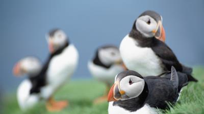 Birds puffins grass sky 4k wallpaper
