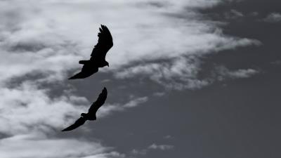 Birds silhouette flight sky bw 4k wallpaper