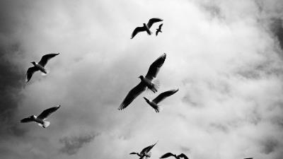 Birds sky flight clouds bw 4k wallpaper