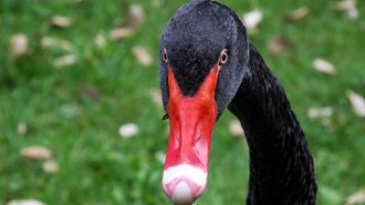 Black swan bird beak 4k wallpaper