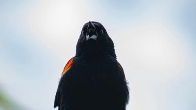 Blackbird bird black 4k wallpaper