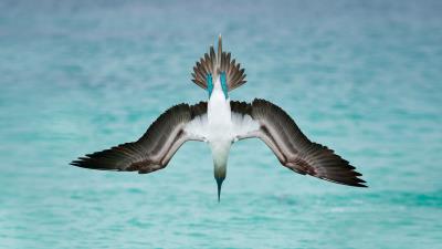 Blue footed booby marine bird 4k wallpaper