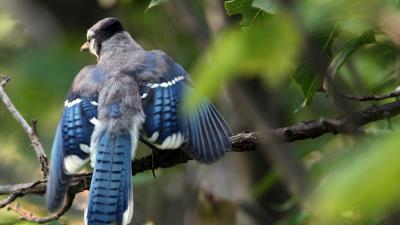 Blue jay cyanocitta cristata birds branches leaves blur swing 4k wallpaper
