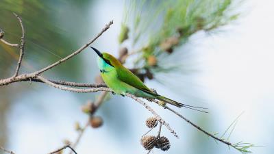 Bluetailed beeeater bird branch 4k wallpaper