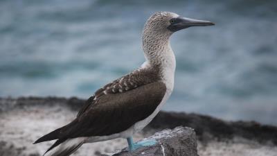 Booby galapagos islands bird 4k wallpaper