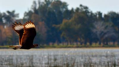 Caracara bird flight predator 4k wallpaper