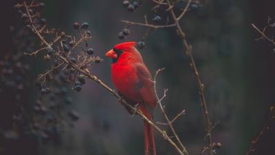 Cardinal bird branches red 4k wallpaper