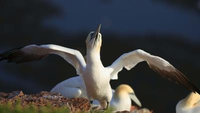 Chick bird blur 4k wallpaper