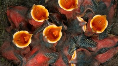 Chick nest hunger 4k wallpaper