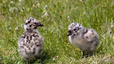 Chicken grass bird 4k wallpaper