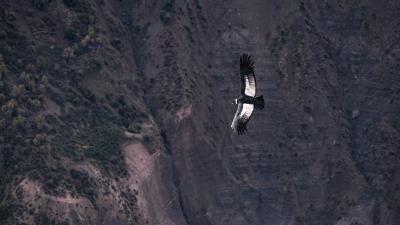 Chilean condor condor bird 4k wallpaper