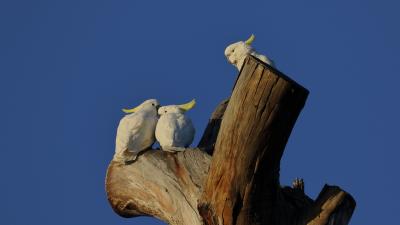 Cockatoo parrots love 4k wallpaper