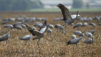 Crane flock bird 4k wallpaper