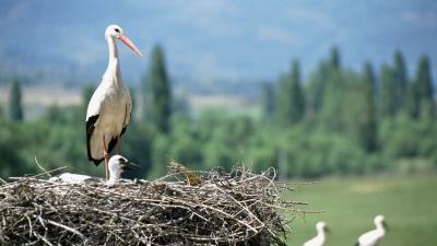 Cranes chick nest 4k wallpaper