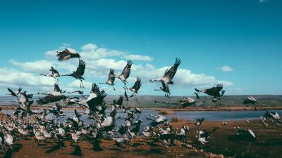 Cranes flock birds flight 4k wallpaper