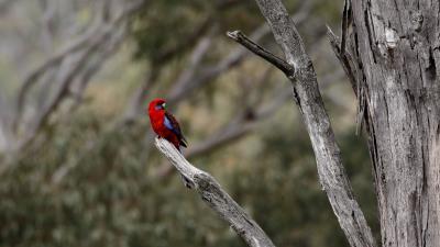 Crimson rosella rosella parrot 4k wallpaper