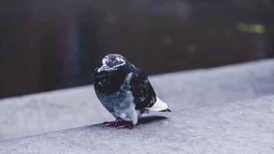 Dove bird sits 4k wallpaper