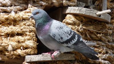 Dove bird sitting dovecote 4k wallpaper