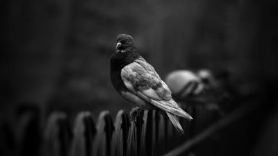Dove pigeon bw 4k wallpaper