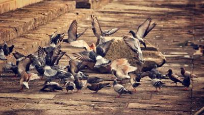 Doves birds flock of birds city 4k wallpaper