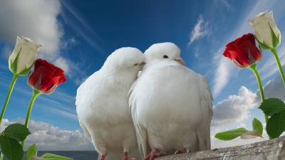 Doves couple rose sky love 4k wallpaper