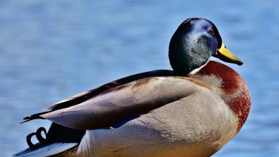 Duck bird beak 4k wallpaper