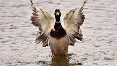 Duck bird wings water 4k wallpaper