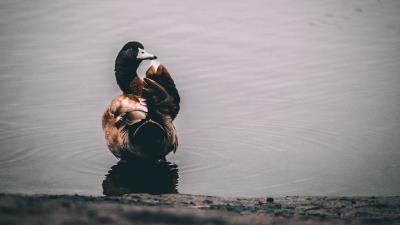 Duck lake bird 4k wallpaper