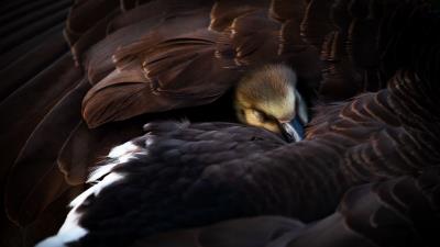 Duckling bird feathers 4k wallpaper