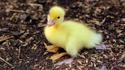 Duckling chick baby 4k wallpaper