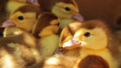 Ducklings many chicks 4k wallpaper