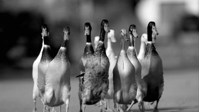 Ducks flock road 4k wallpaper