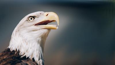 Eagle bald eagle head beak 4k wallpaper