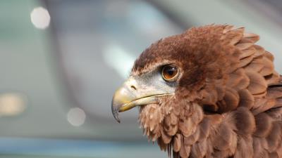 Eagle beak bird feathers predator 4k wallpaper