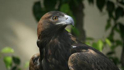 Eagle beak eyes bird predator 4k wallpaper