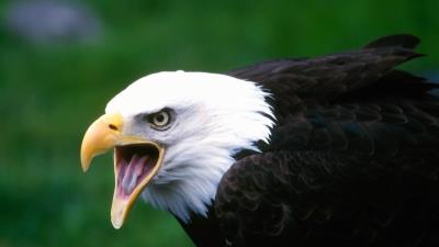 Eagle bird cry beak 4k wallpaper