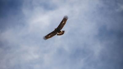 Eagle bird flight wings sky 4k wallpaper
