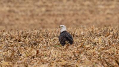 Eagle bird predator image 4k wallpaper
