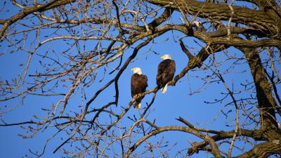 Eagle birds branches 4k wallpaper