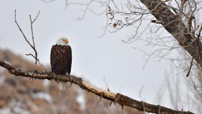 Eagle birds predator 4k wallpaper
