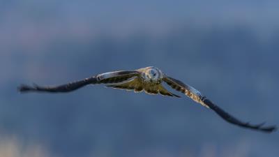 Eagle flying 5k 4k wallpaper