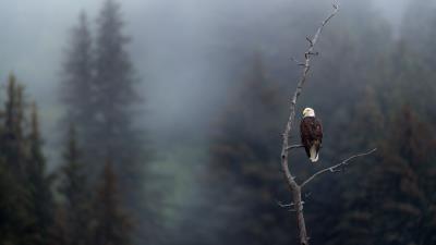 Eagle predator bird 4k wallpaper