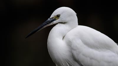 Egret white heron bird 4k wallpaper