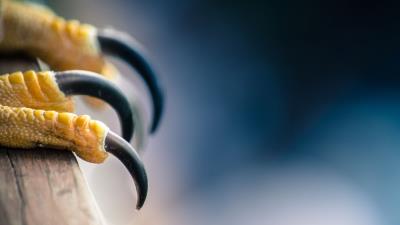 Falcon bird talons predator 4k wallpaper