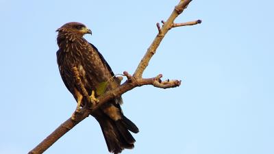 Falcon eagle bird predator branch 4k wallpaper