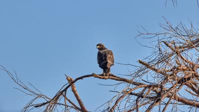 Falcon predator bird 4k wallpaper