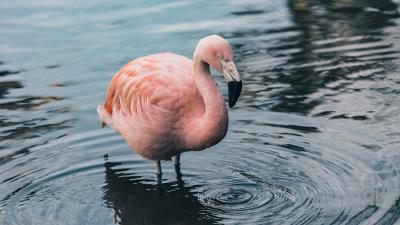 Flamingo bird water 4k wallpaper