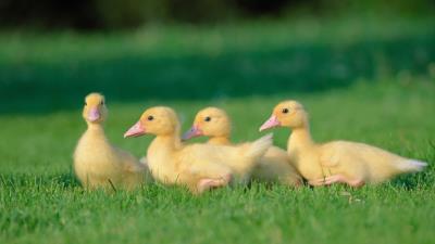Geese grass chicks 4k wallpaper
