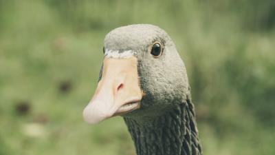 Goose bird beak 4k wallpaper